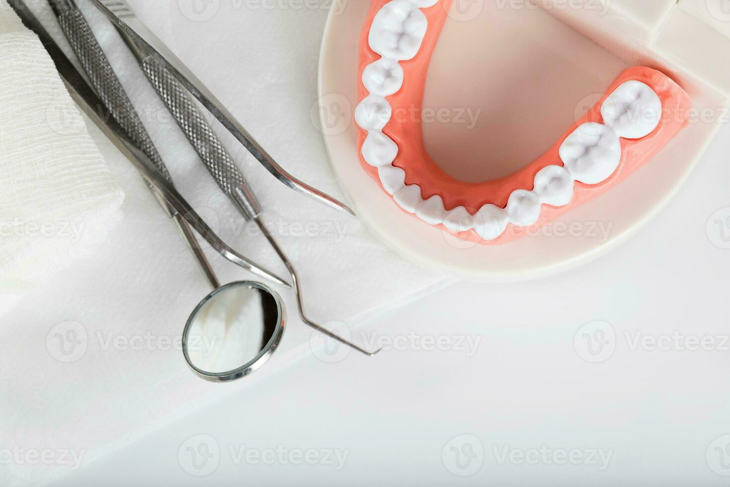 Teeth and jaw model. Closeup photo