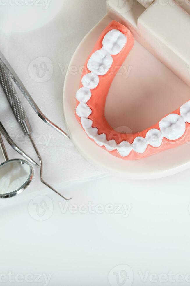 Teeth and jaw model. Closeup photo