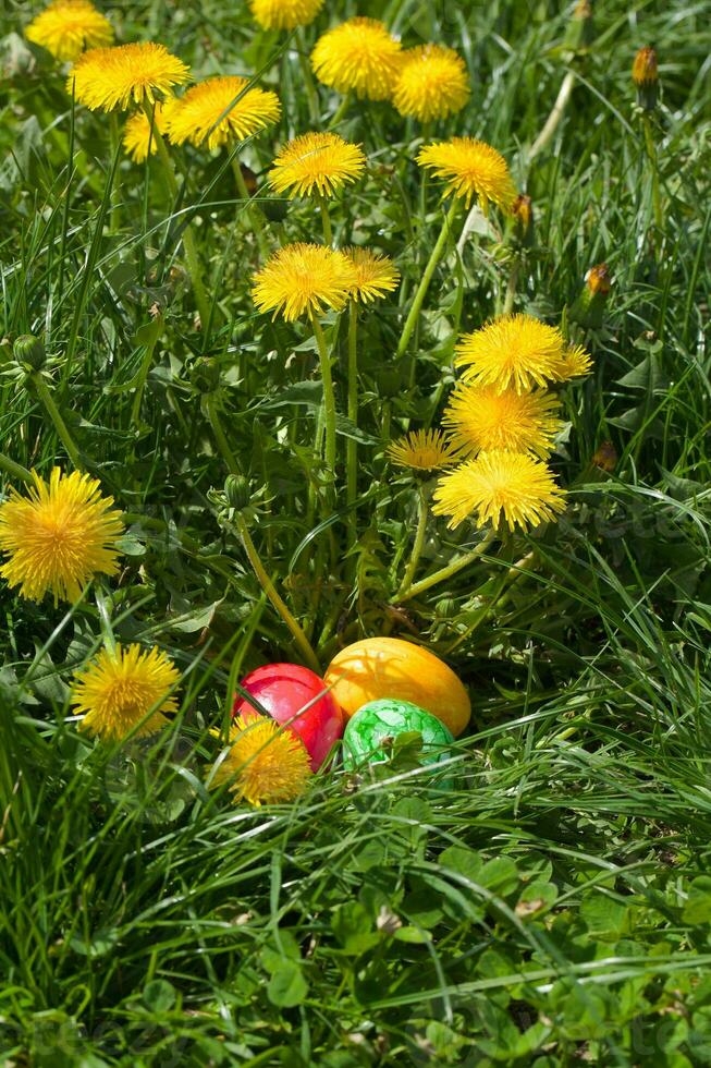 Easter eggs in the green grass photo