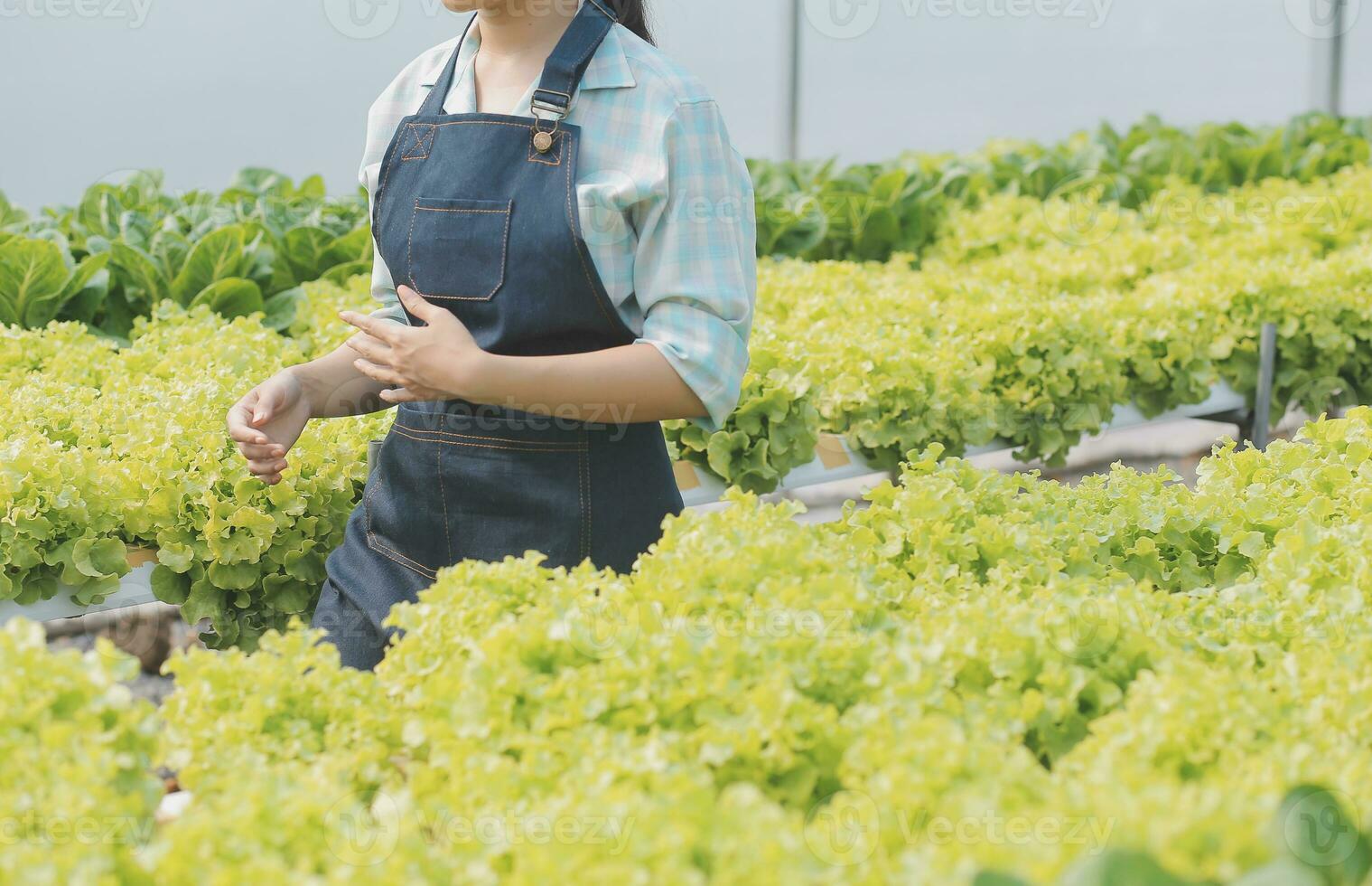 Woman gardener inspects quality of green oak lettuce in greenhouse gardening. Female Asian horticulture farmer cultivate healthy nutrition organic salad vegetables in hydroponic agribusiness farm. photo