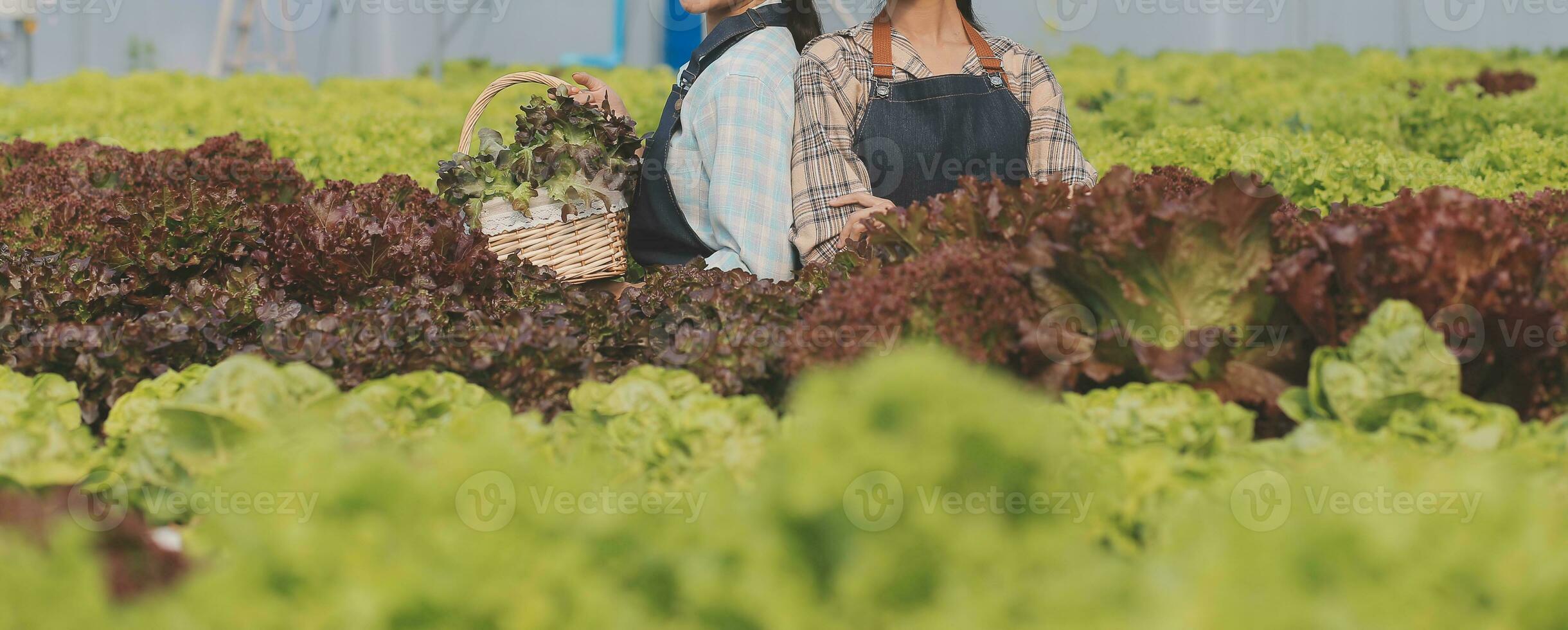 Woman gardener inspects quality of green oak lettuce in greenhouse gardening. Female Asian horticulture farmer cultivate healthy nutrition organic salad vegetables in hydroponic agribusiness farm. photo
