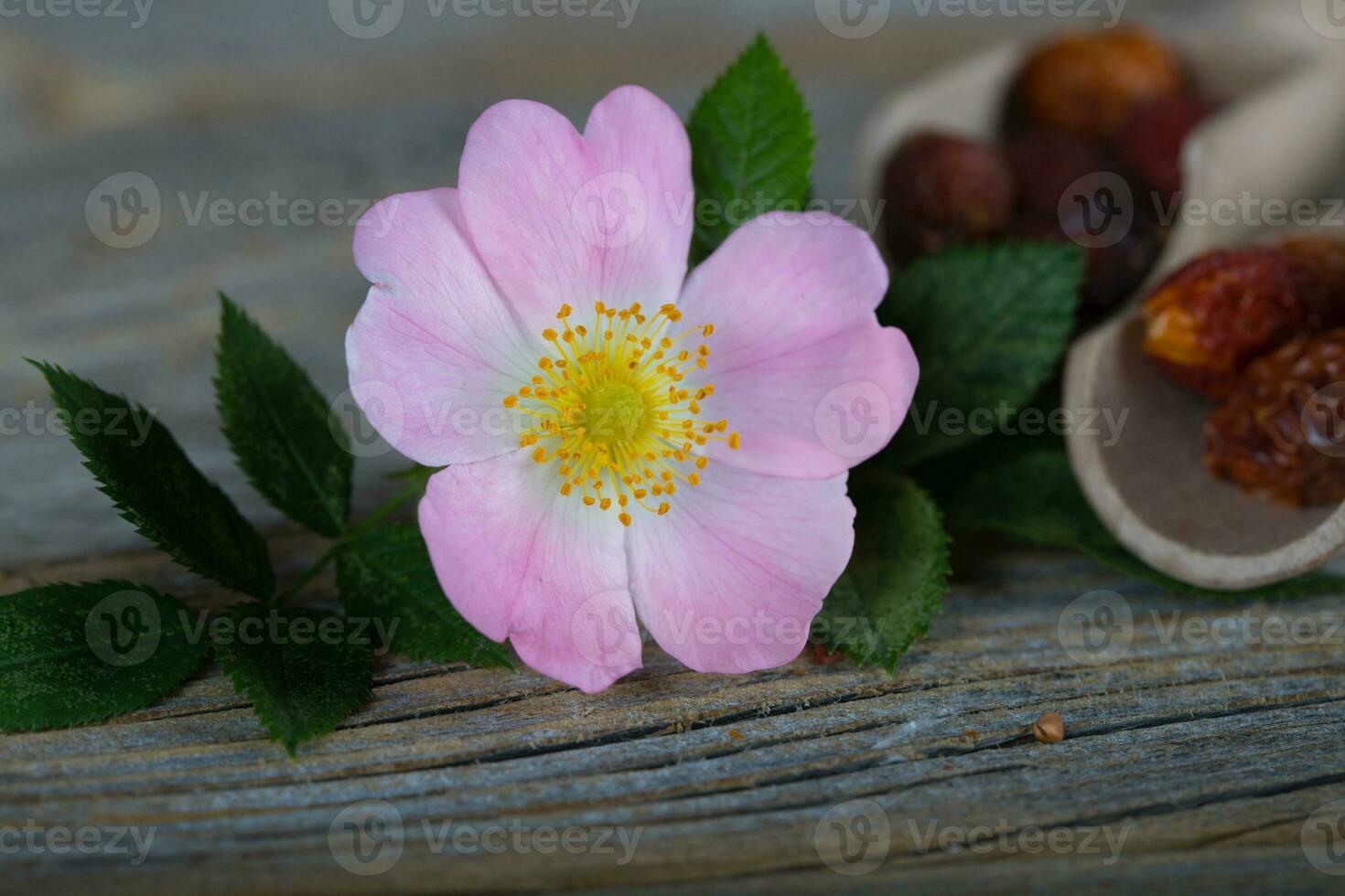 Fresh rose hip on a wooden surface. photo