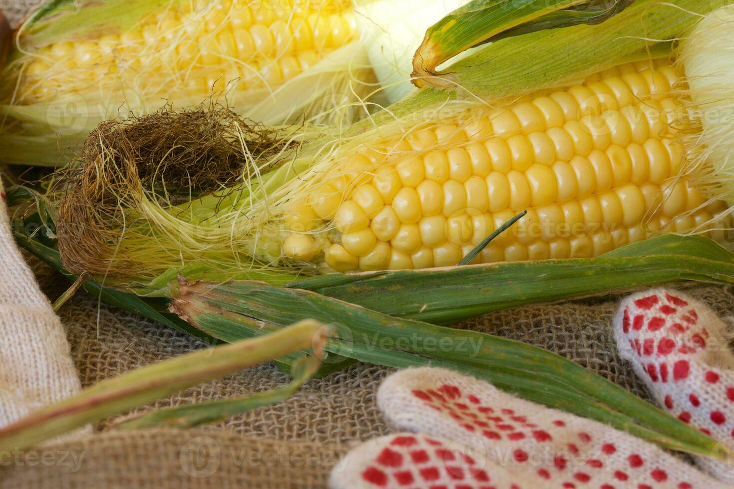 Fresh picked up corn cobs. photo