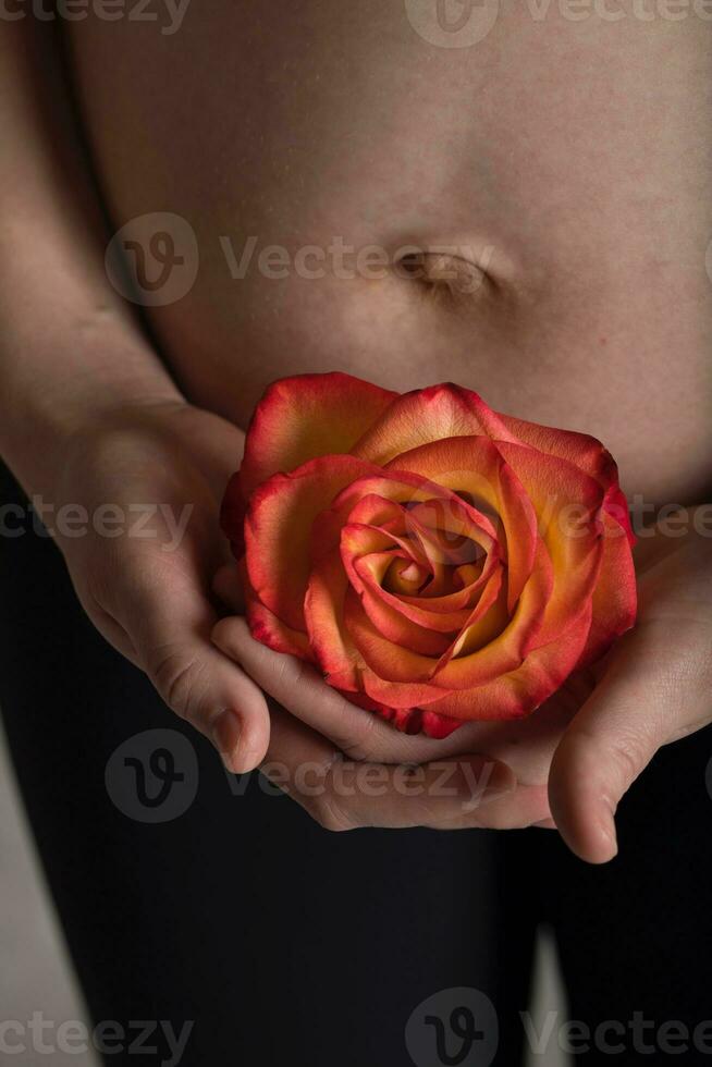 Young pregnant woman keeps natural rose blossom close to her belly. photo