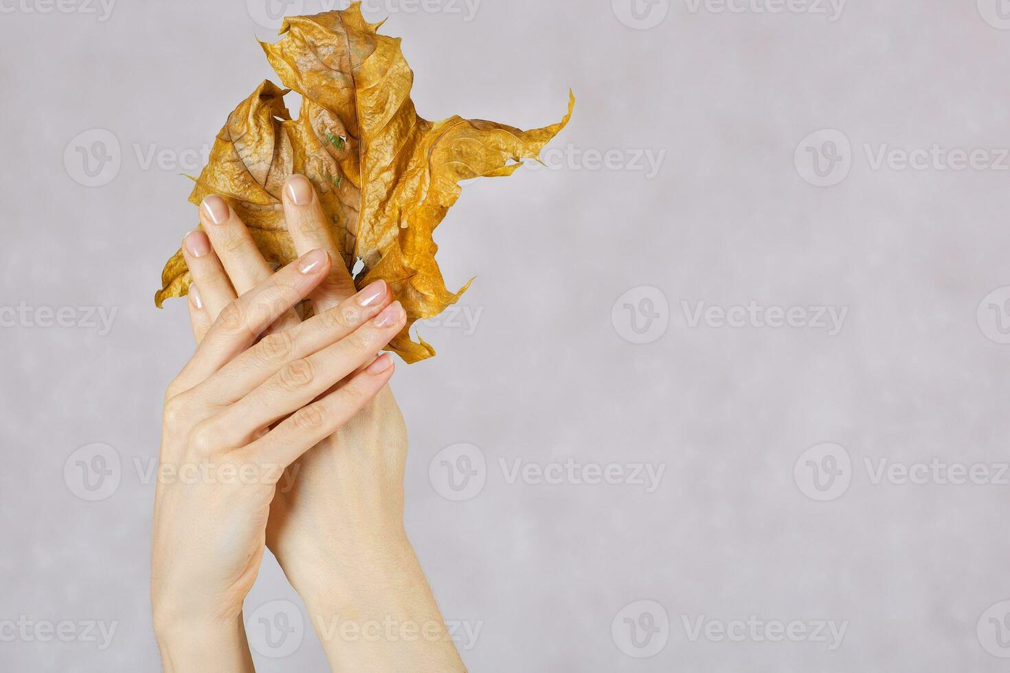 Dried maple leaves in the hands of young lady. photo