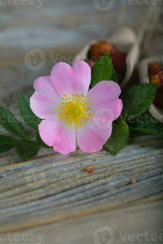 Fresh rose hip on a wooden surface. photo