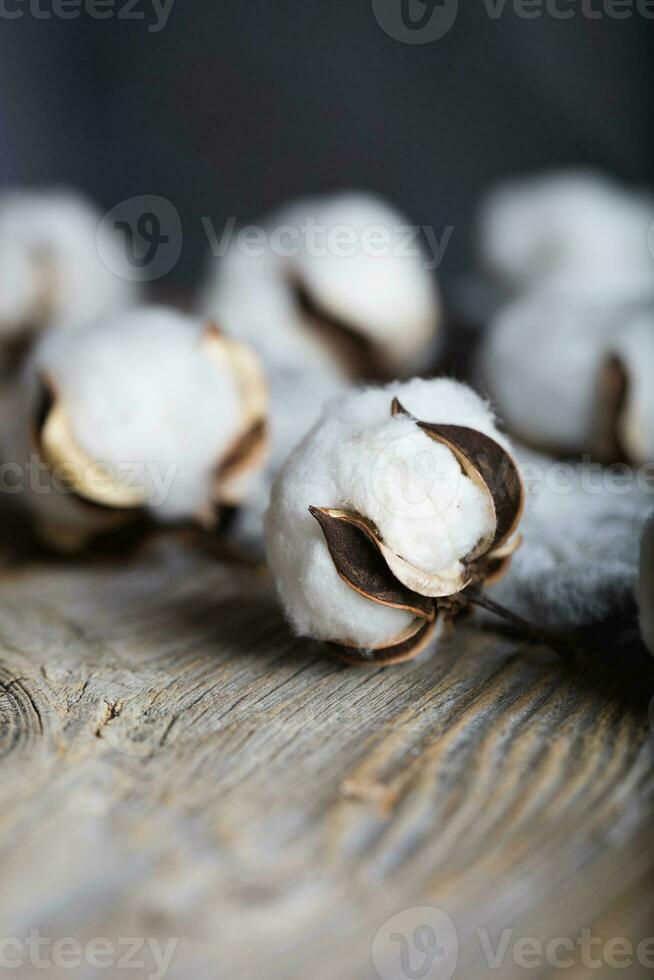 Cotton plant bolls on a wooden surface. photo