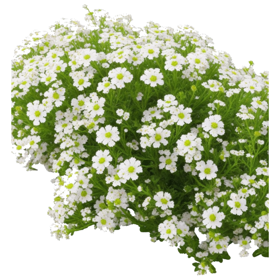 alyssum pic aesthetic png