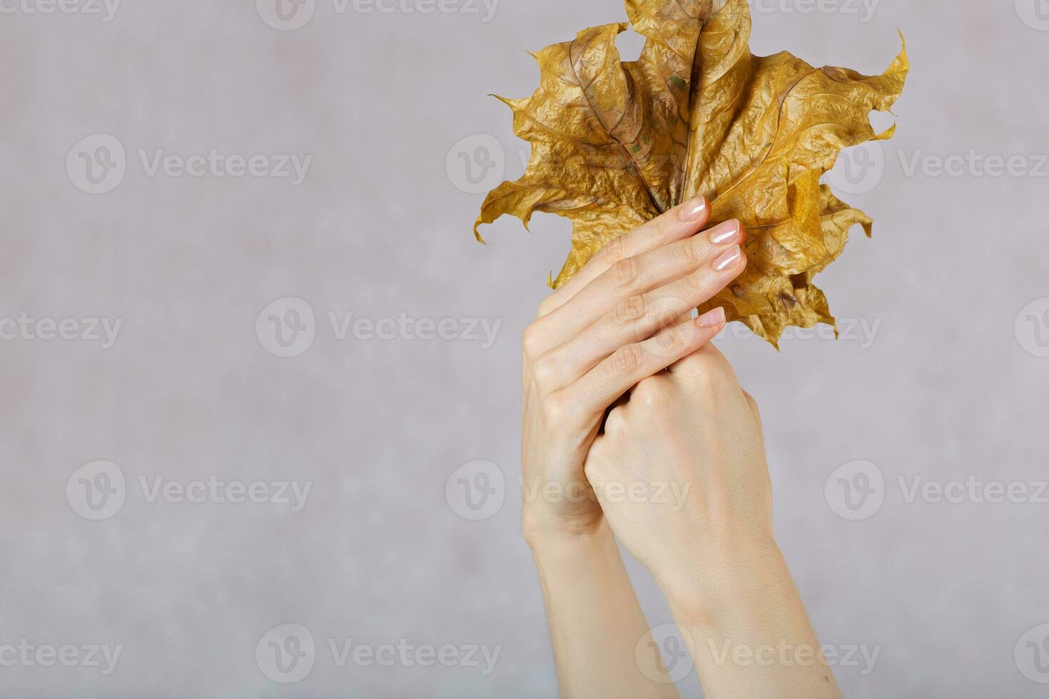 Dried maple leaves in the hands of young lady. photo