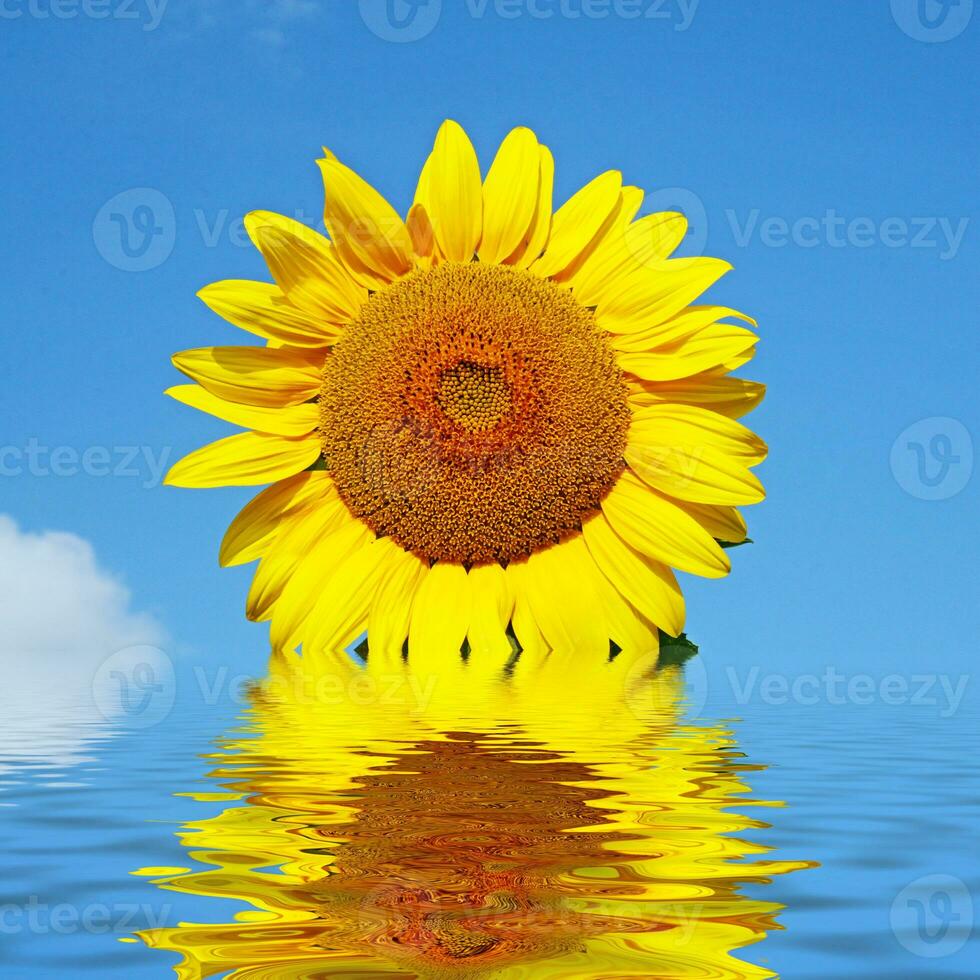 Field of blooming sunflowers on a background blue sky photo