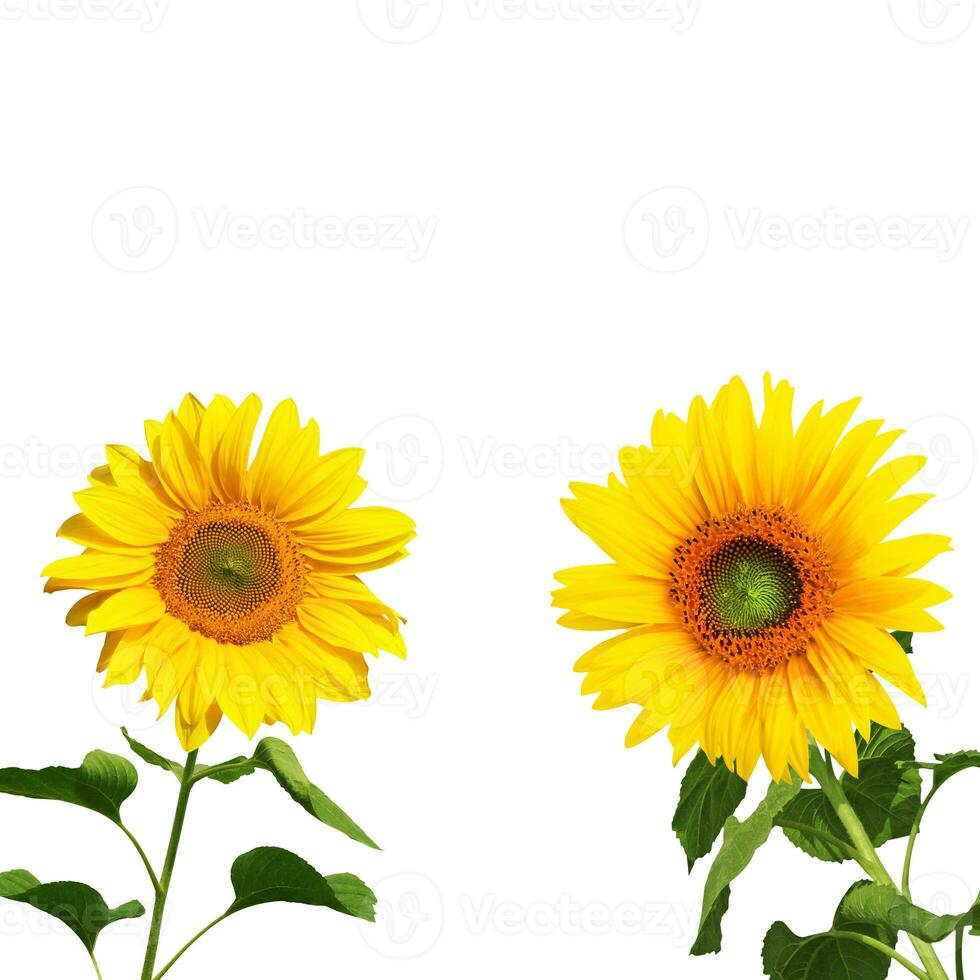Flower of sunflower isolated on white background. photo
