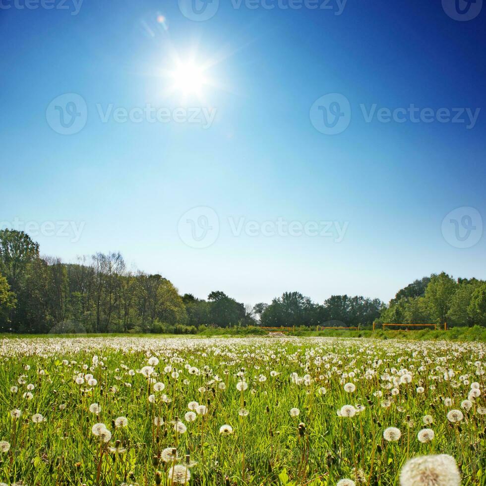 Dandelion flower with flying feathers on blue sky. photo