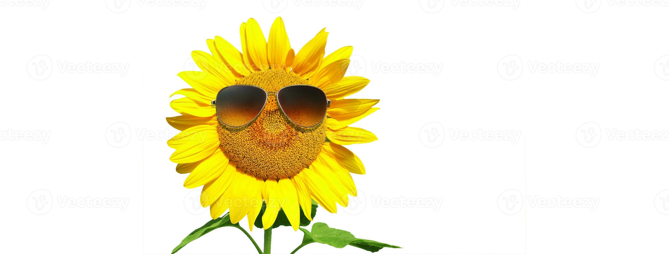 Funny sunflower with sunglasses on a white background photo