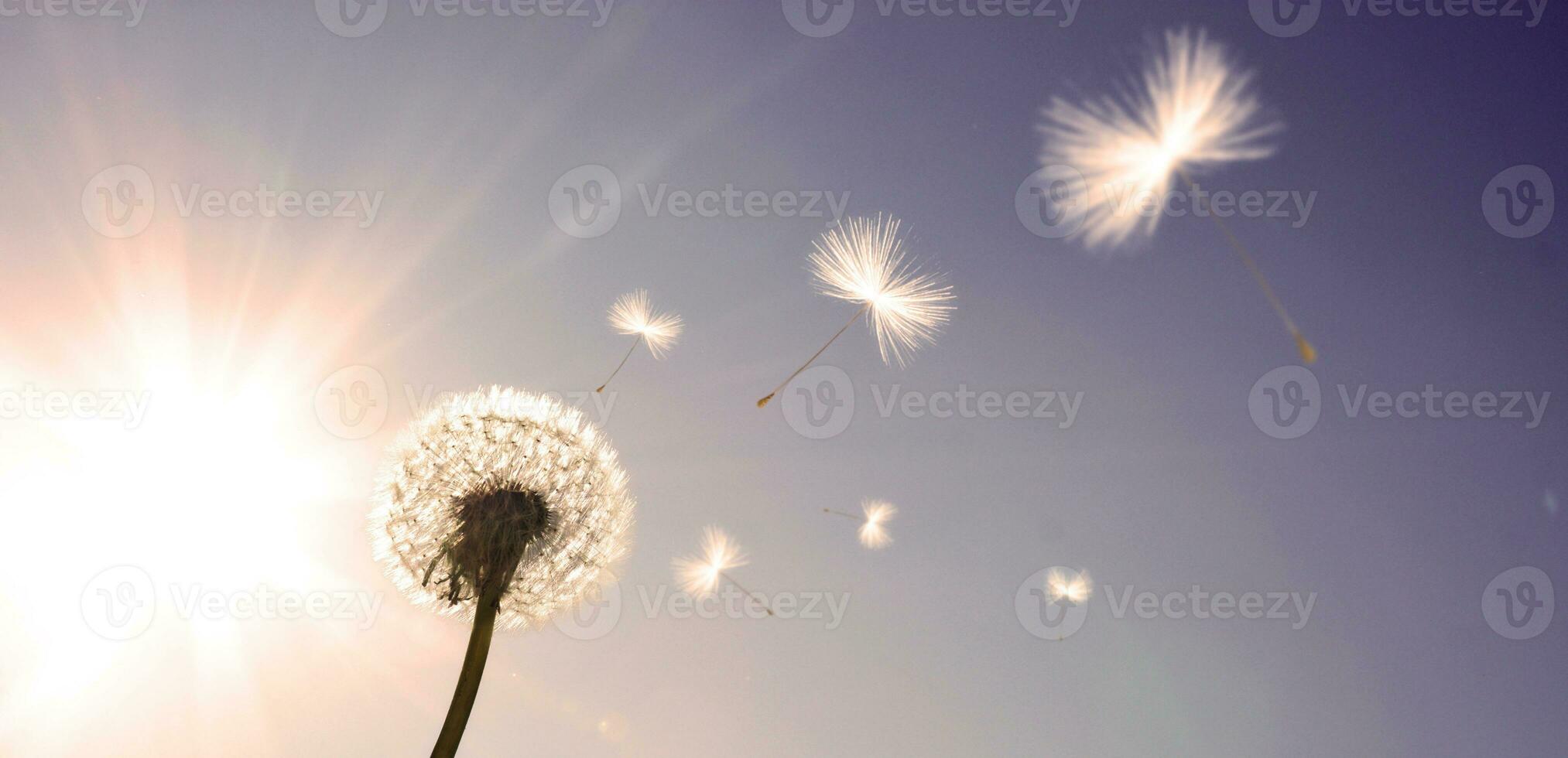 flor de diente de león con plumas voladoras en el cielo azul. foto