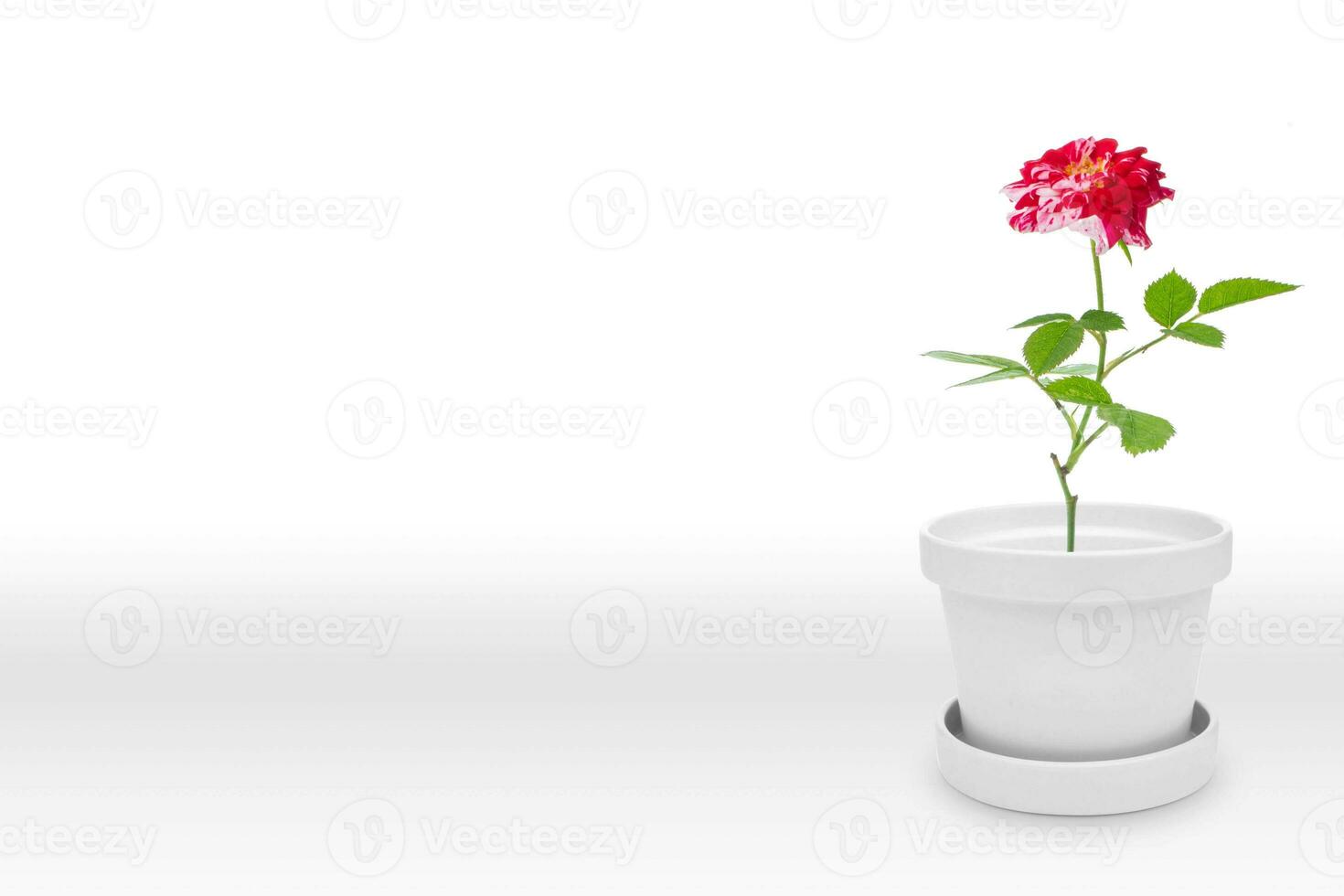 Beautiful rose plant on vase pot isolated on white photo