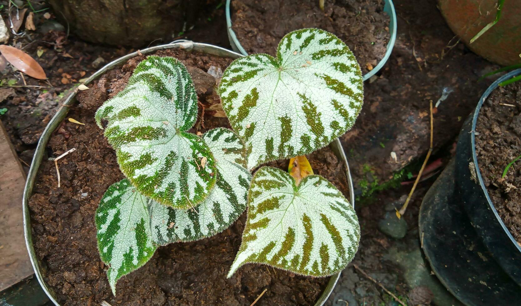 Begonia chloroneura in potted. Begonia chloroneura is a species of plant in the family Begoniaceae. Beautiful ornamental plant, house plant, indoon plant, love shaped leaves. photo