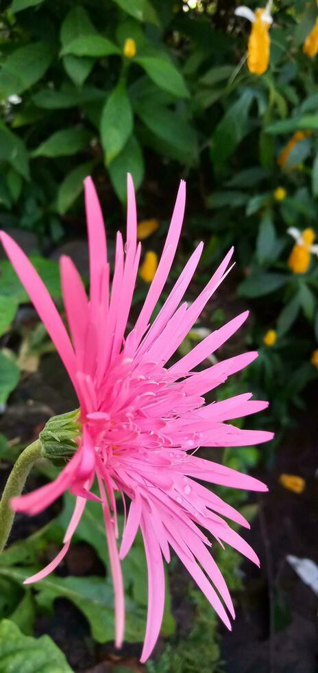 Pink Hebras,pink flowers on tropical foliage nature background. photo