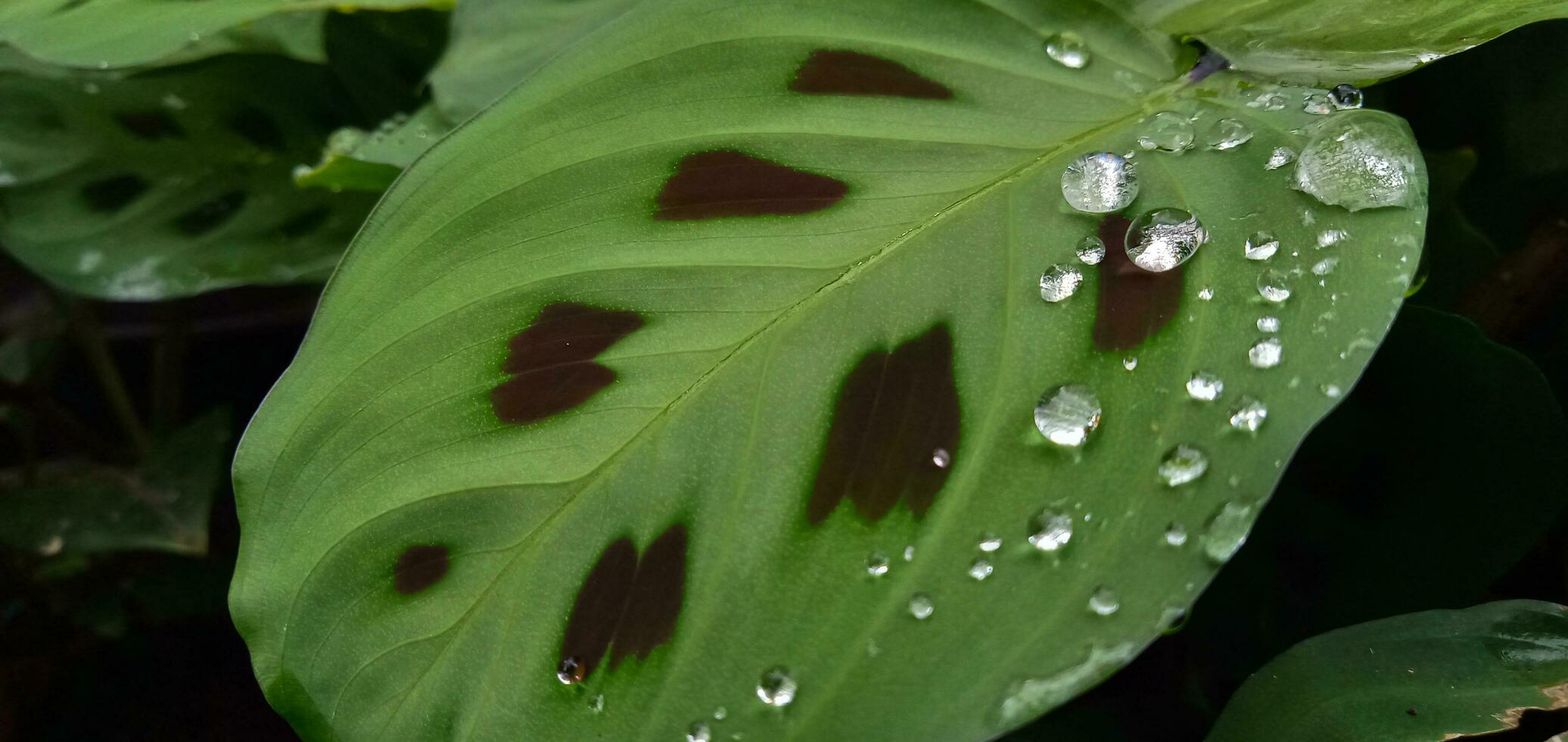 Beautiful drop morning dew in Calathea lenovero, selective focus. Drops of clean transparent water on leaves. Image in green tones. Beautiful leaf texture in nature. Natural background. photo