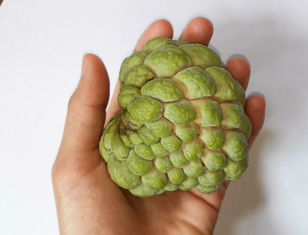 Srikaya fruit or organic sugar apple srikaya fruit also known as Annona squamosa is a plant belonging to the genus Annona originating from the tropics in hand isolated white background. Holding fruit. photo