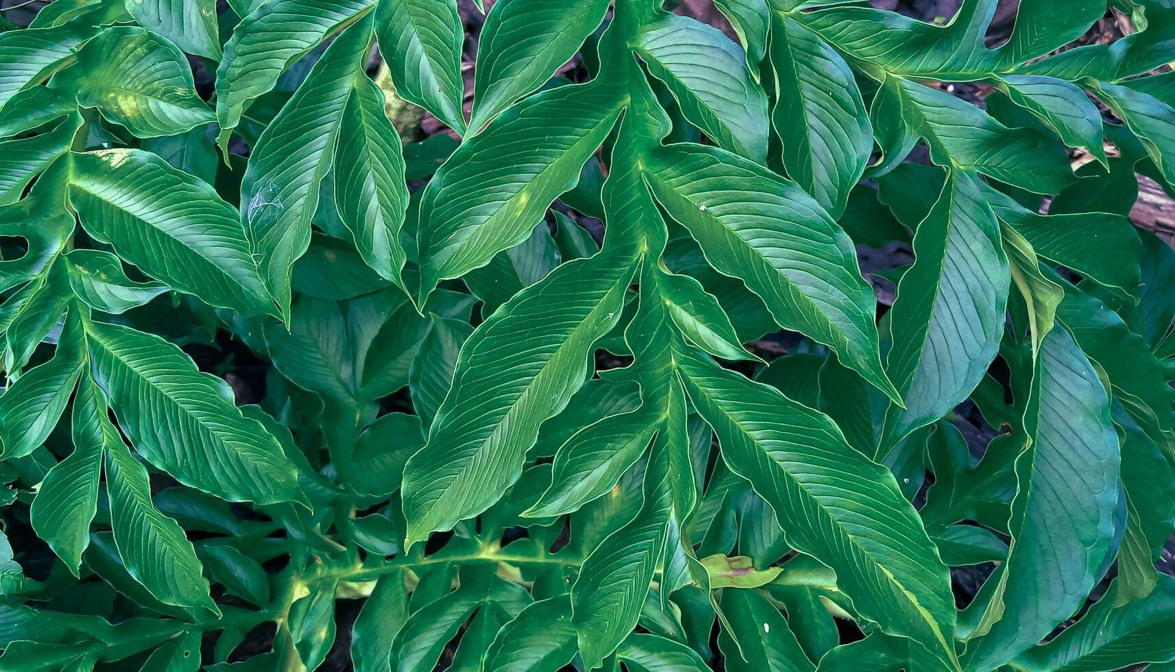 green leaves texture, nature background, overlay fresh leaf pattern, natural foliage textured and background. photo