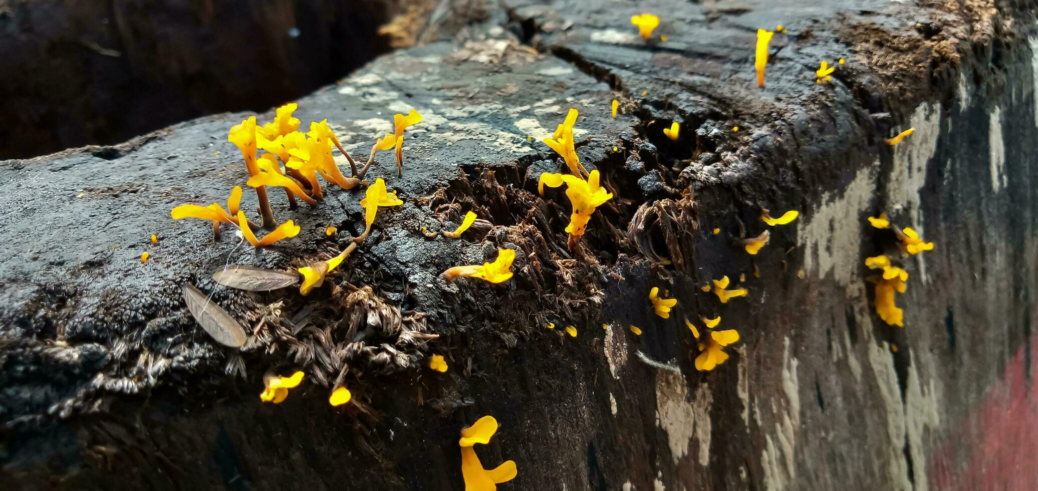 Dacryopinax Spathularia or unique spatula-shaped jelly mushroom, Yellow mushroom, yellow small mushroom, jelly fungus species that thrives on wood after the rain. photo