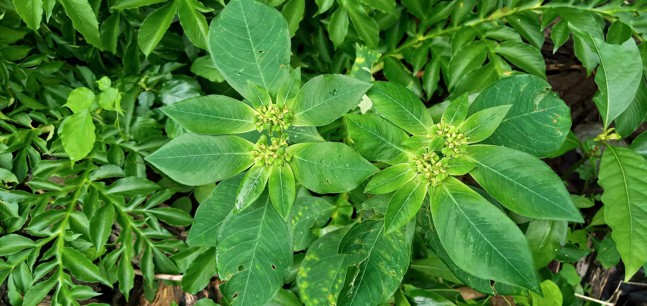 Euphorbia heterophylla or Mexican fire is a plant that belongs to the Euphorbiaceae family or the genus Euphorbia, wild plant. photo