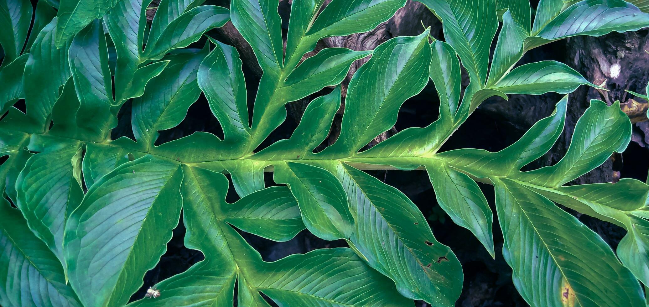 green leaves texture, nature background, overlay fresh leaf pattern, natural foliage textured and background. photo