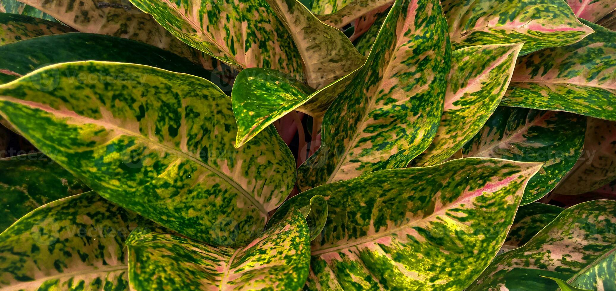 Aglaonema flower, Aglaonema Indoor Plant, beautiful flowers garden. Texture of Aglaonema as a leaves bacakground. photo