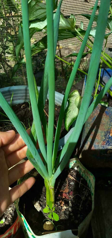 Spring onions also known as salad onions, green onions or scallions in plastic pot in the garden. photo