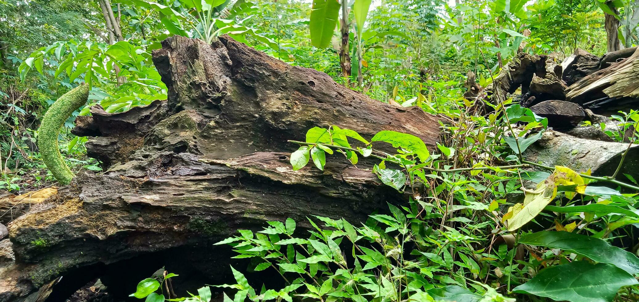 Pile of wet weathered wood in the middle of the forest, wood waste, wood chips, dead logs. photo