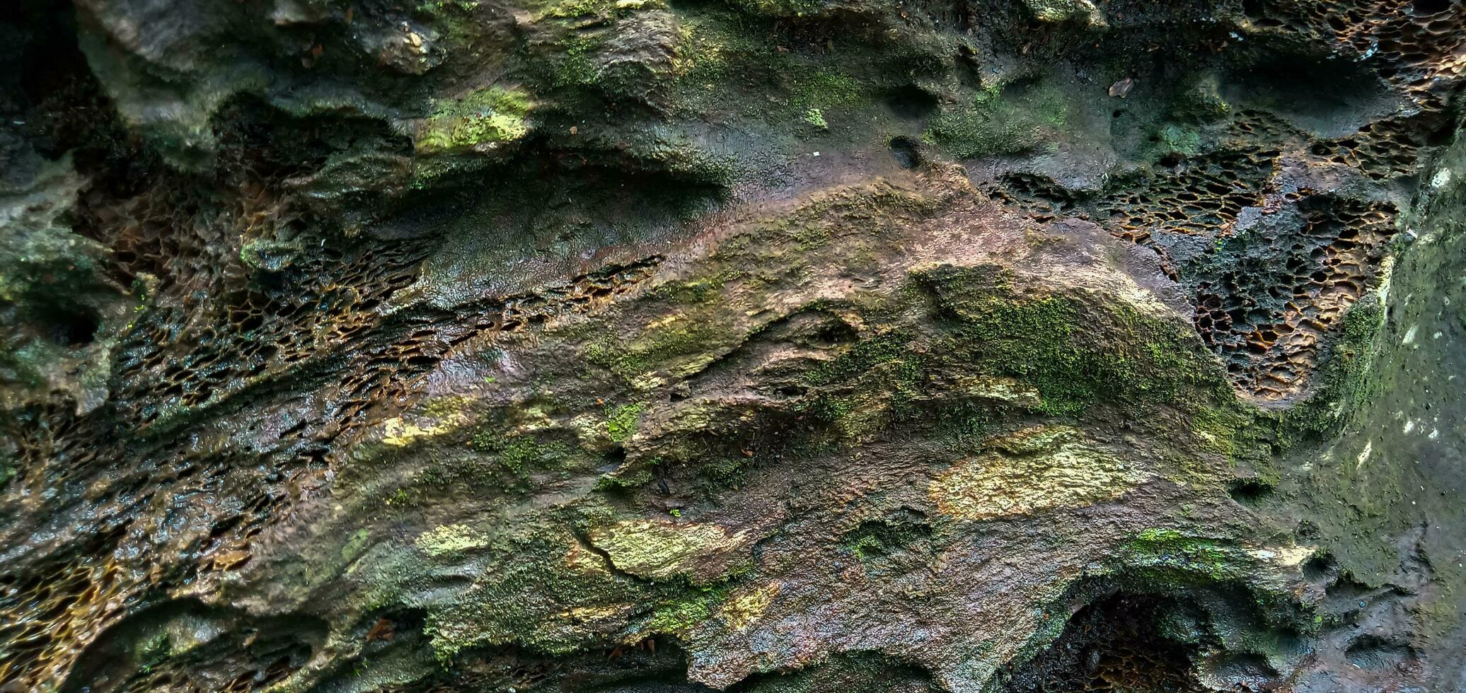 Close up of rough texture of wet weathered wood. photo