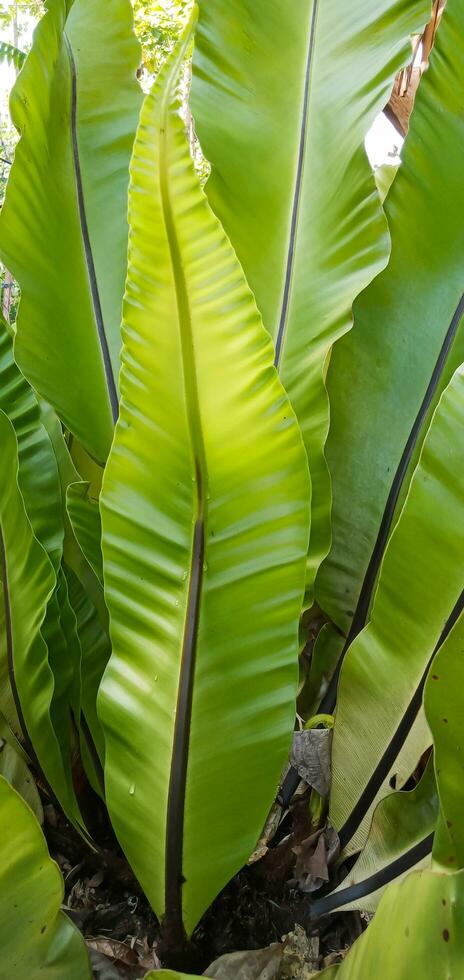 Detail of Bird nest's Fern leave  or Asplenium nidus, Fern asplenium or spleenwort closeup view. photo
