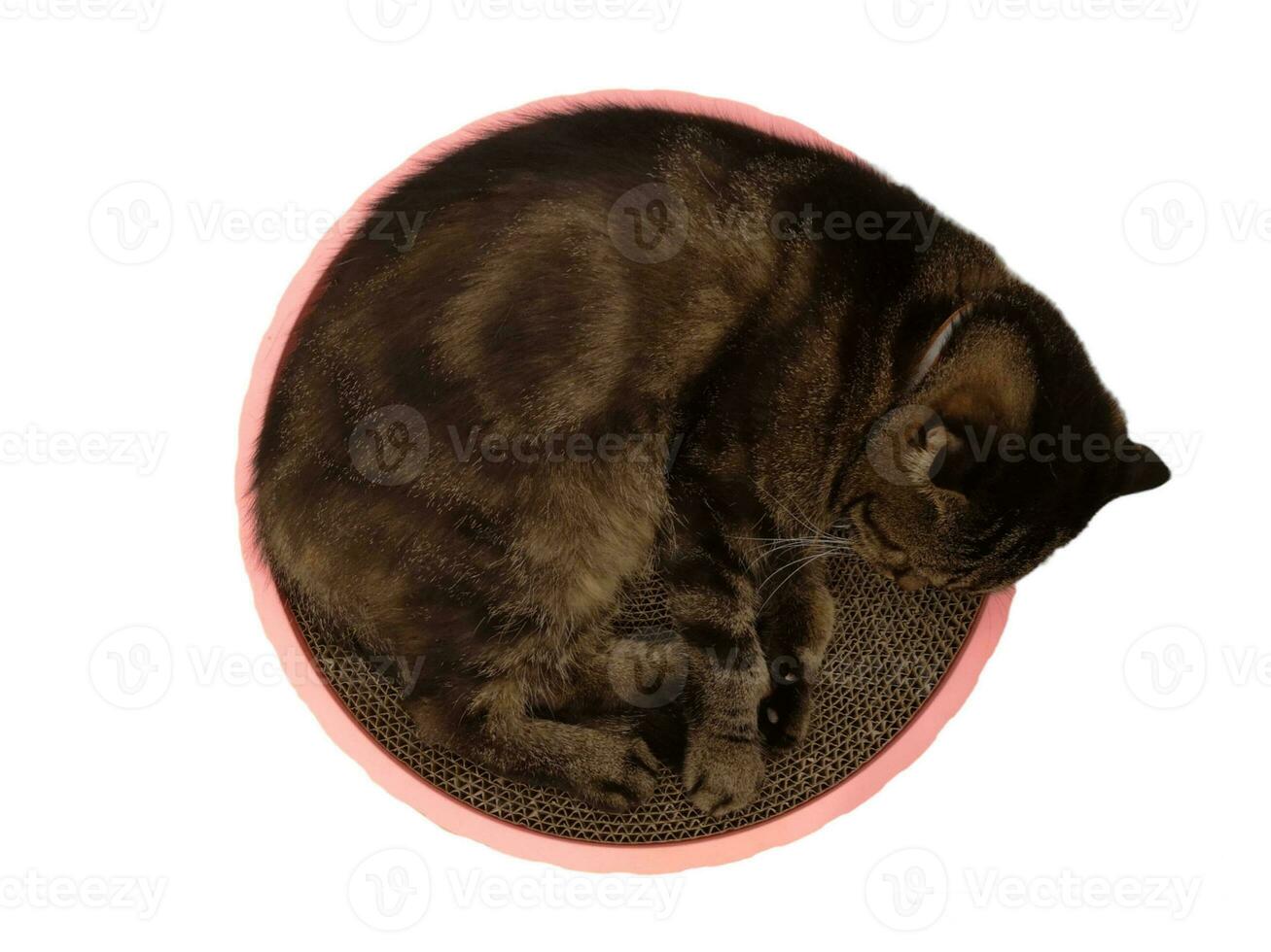 Tranquil cat sleeps on bed curled in a circle photo