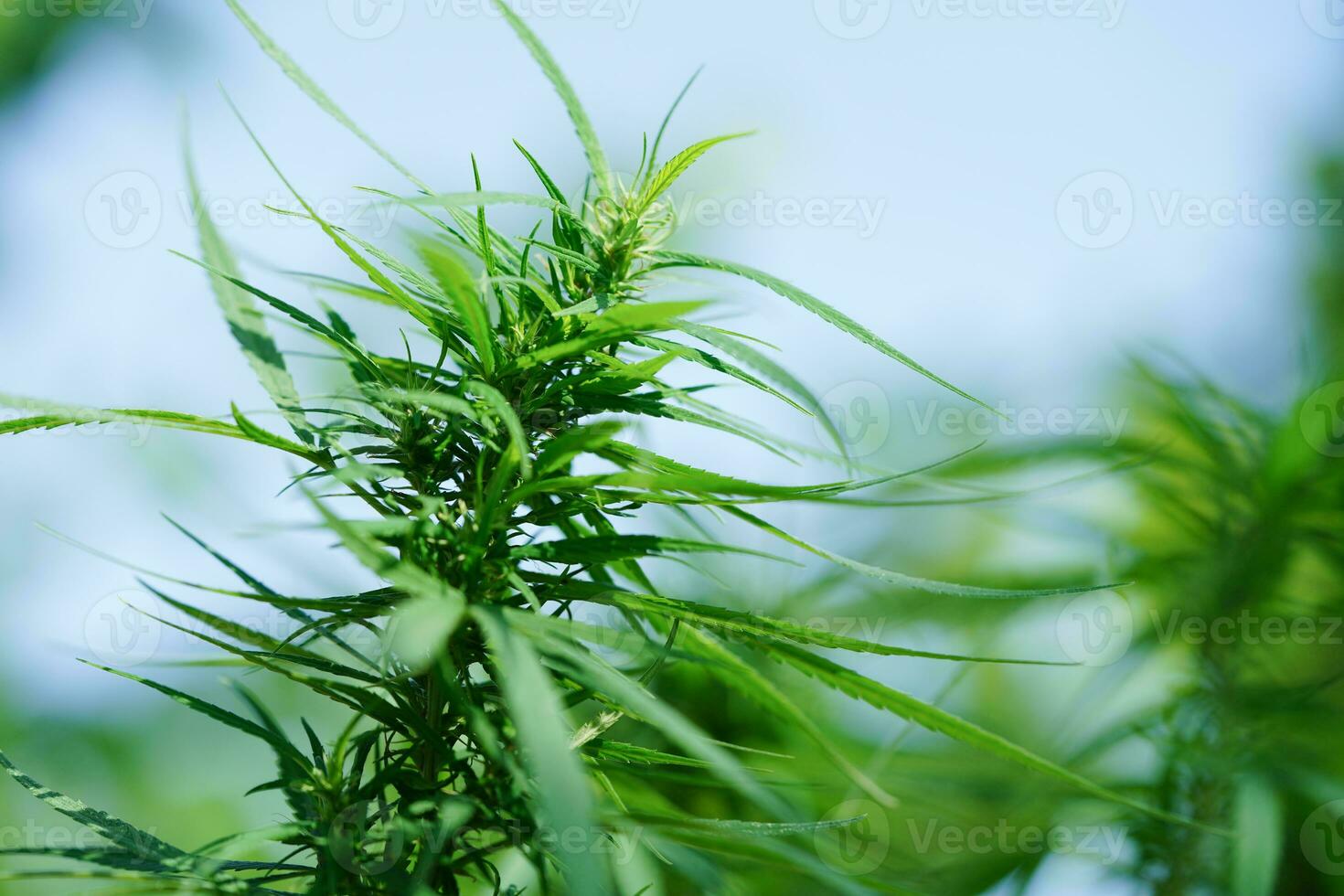 Cannabis, marijuana or marihuana leaf, cbd, thc used as drug, intoxicant, or alternative medicine. photo