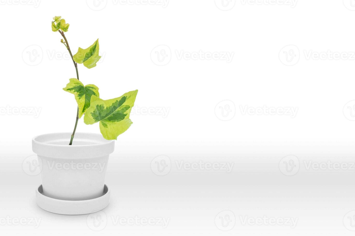 Green hera plant on White Pot vase, Isolated on White photo