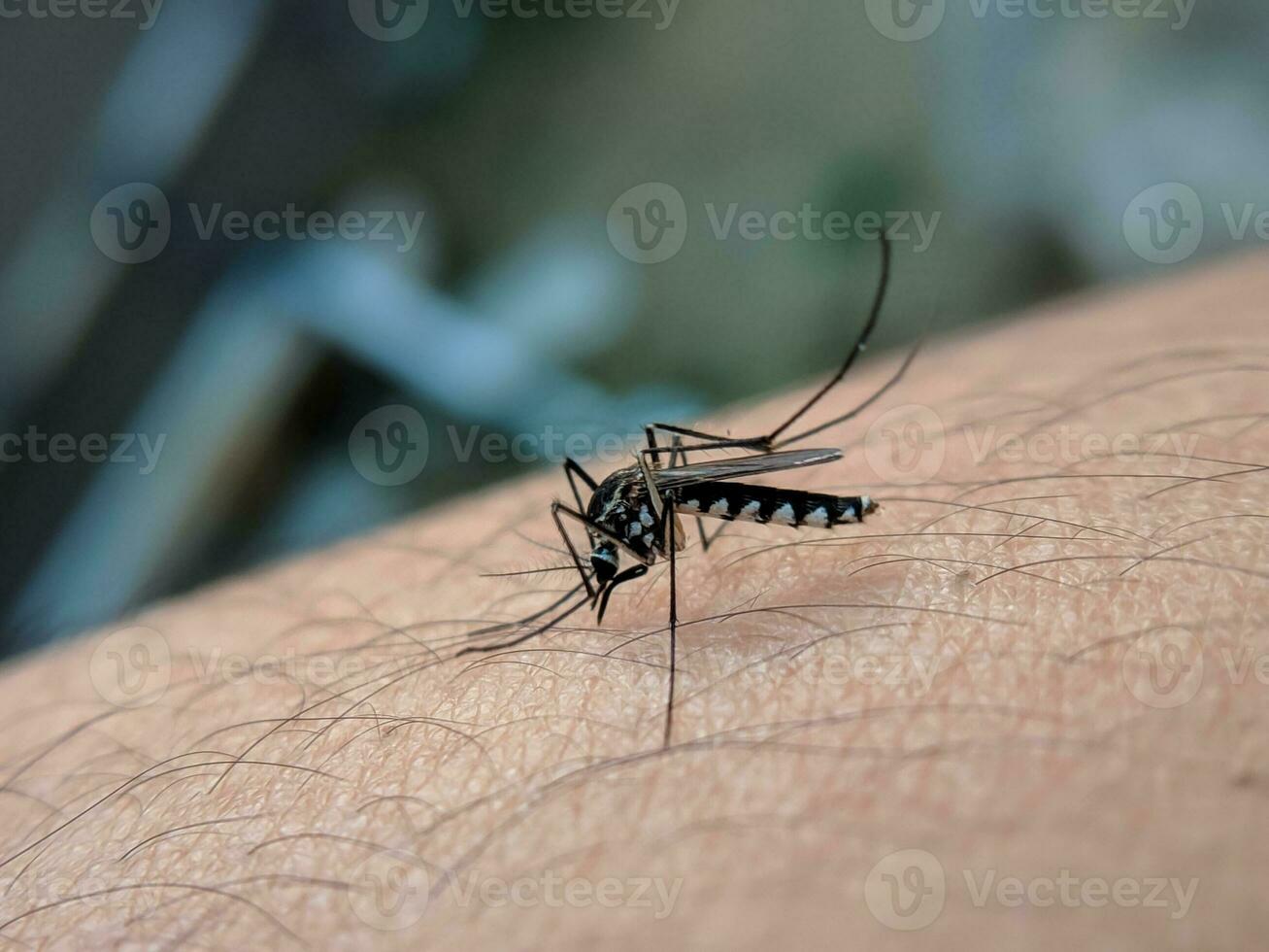 a mosquito sucking blood on human skin out of focus photo