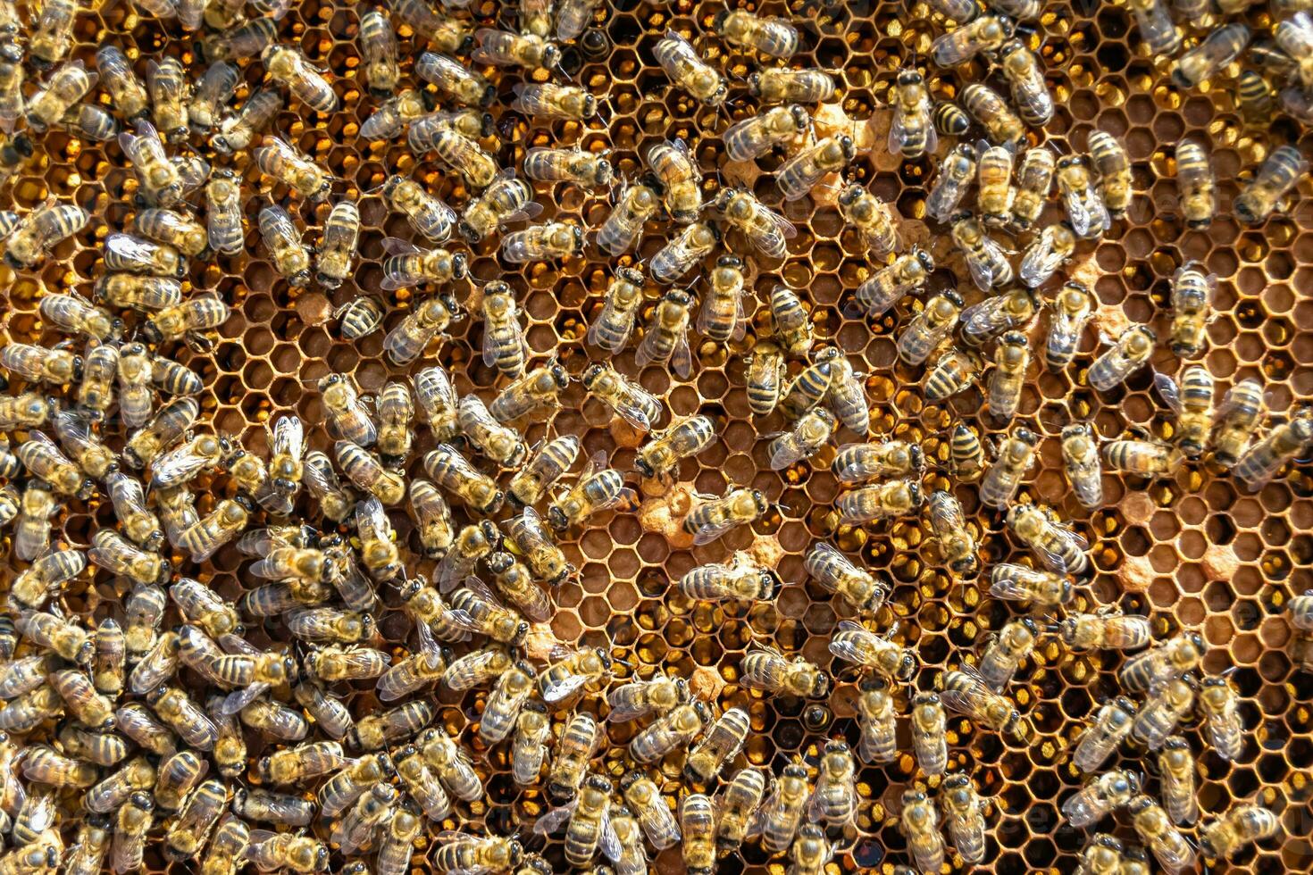 Abstract hexagon structure is honeycomb from bee hive filled photo