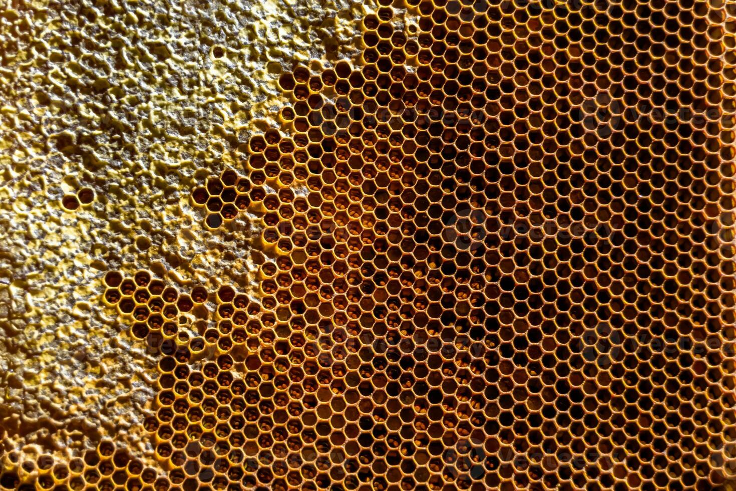 Drop of bee honey drip from hexagonal honeycombs filled with golden nectar photo