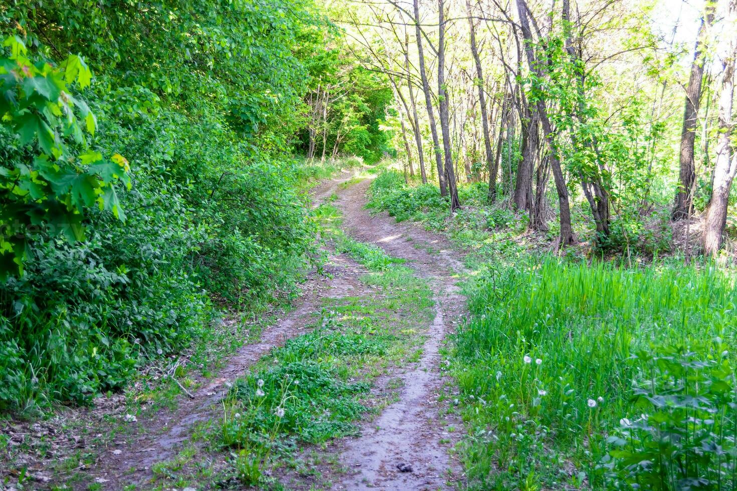 fotografía sobre el tema hermoso sendero en el bosque de follaje salvaje foto