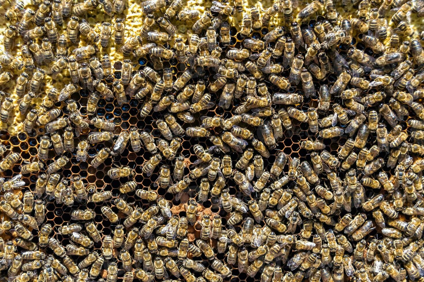 Abstract hexagon structure is honeycomb from bee hive filled photo