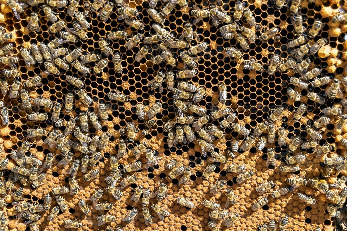 Abstract hexagon structure is honeycomb from bee hive filled photo