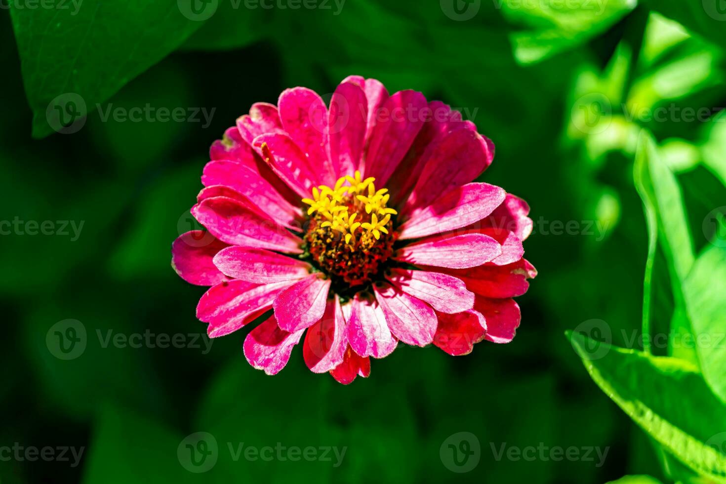 Beautiful wild growing flower zinnia elegans on background meadow photo