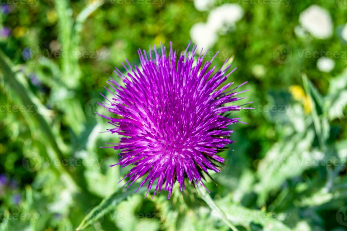 Beautiful growing flower root burdock thistle on background meadow photo