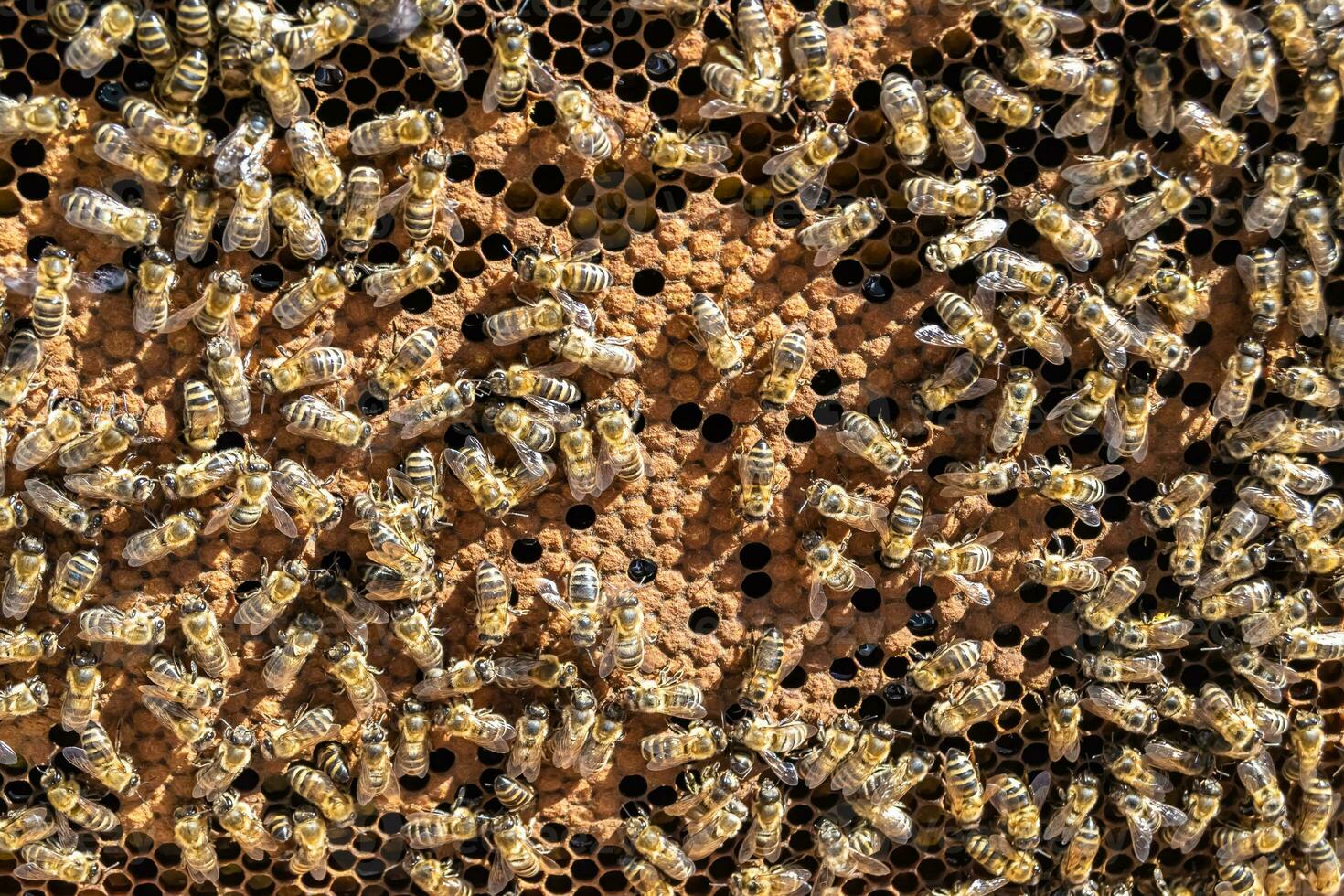 Abstract hexagon structure is honeycomb from bee hive filled photo