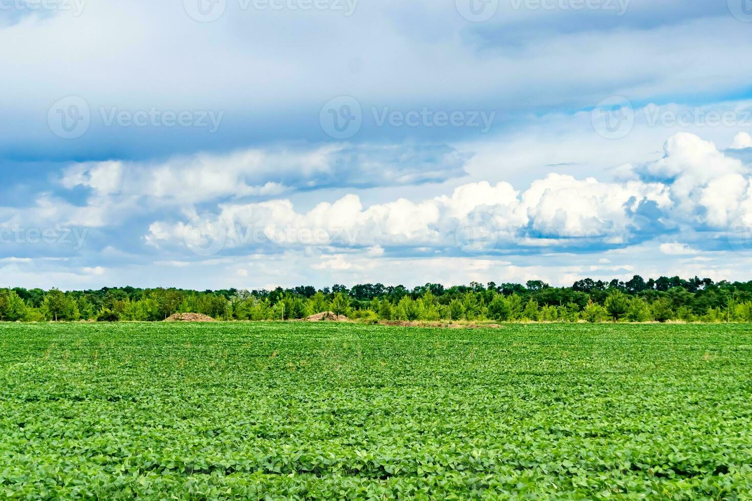 Beautiful horizon scenery in village meadow on color natural background photo