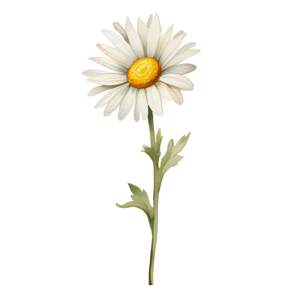 watercolor daisy, AI Generative png