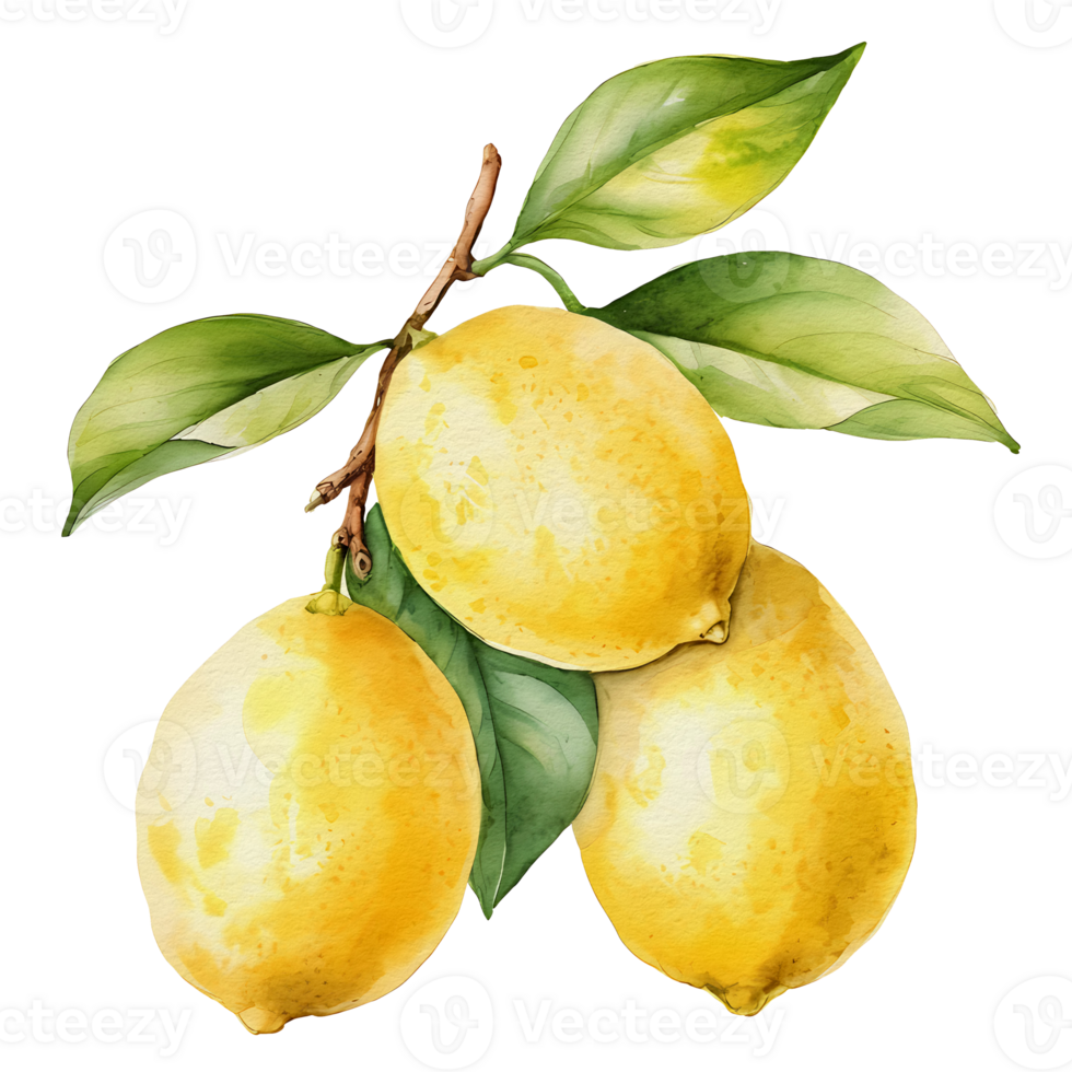 watercolor lemon, aesthetic png