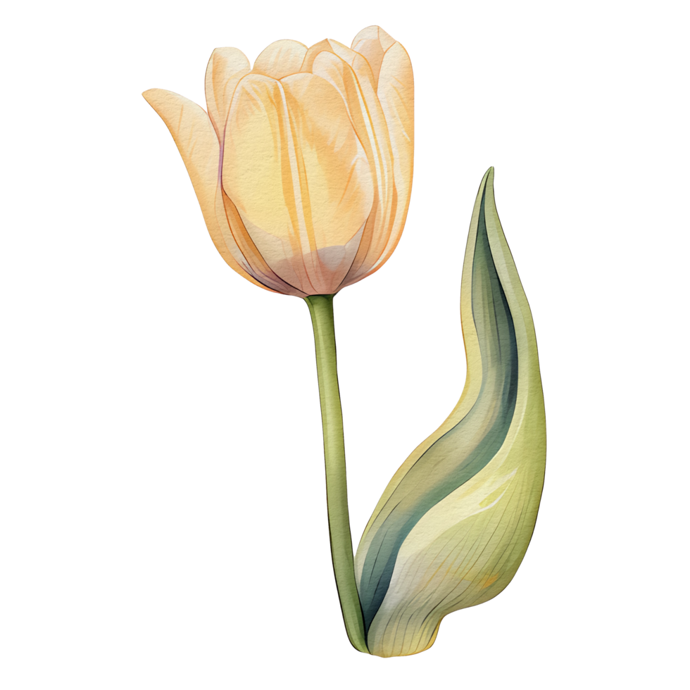 acuarela hermosa amarillo tulipanes, tulipanes flor cesta, ai generativo png