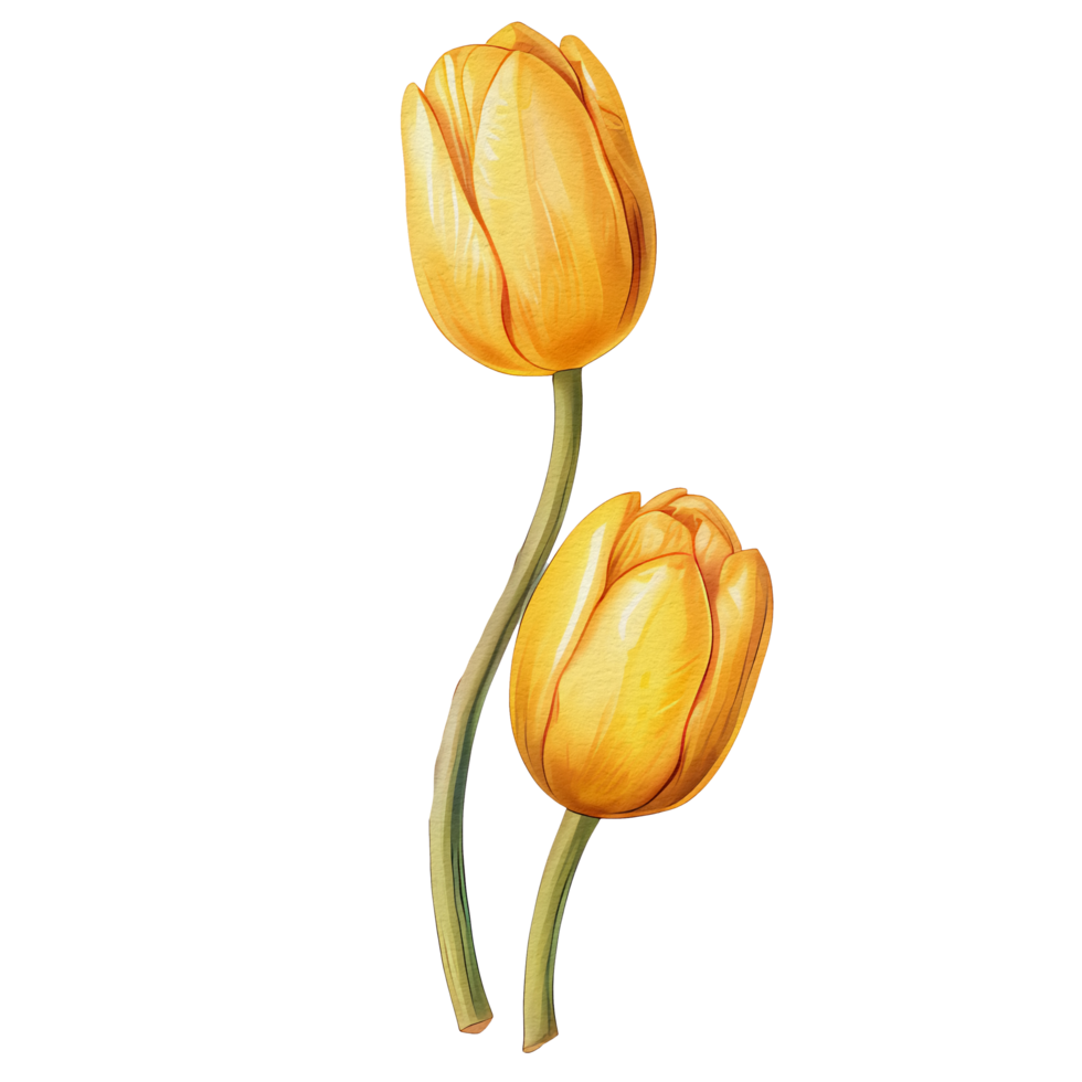 acuarela hermosa amarillo tulipanes, tulipanes flor cesta, ai generativo png