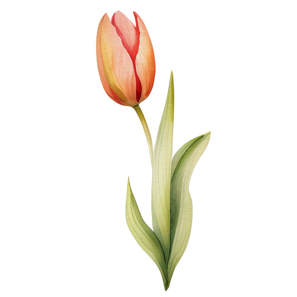 acuarela hermosa rosado naranja tulipanes, tulipanes flor cesta, ai generativo png